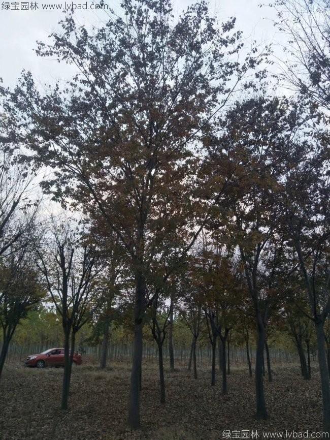 紅櫸樹