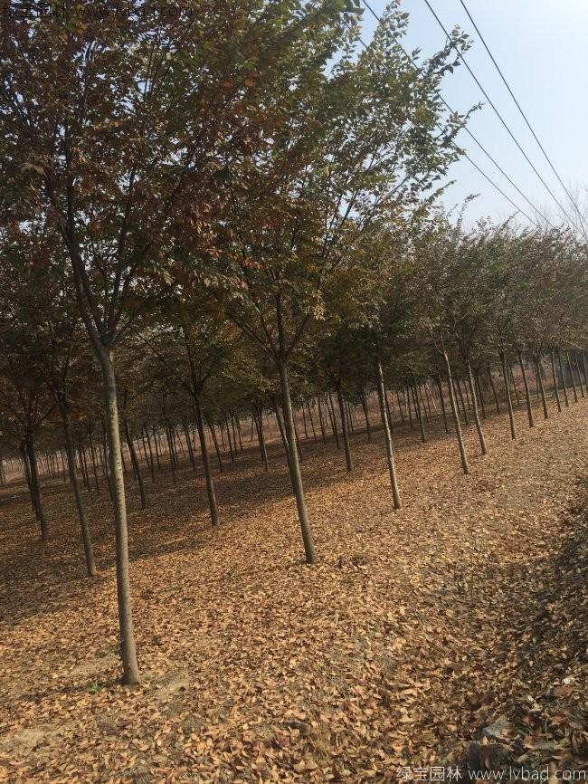 櫸樹