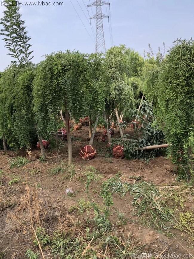 龍爪槐