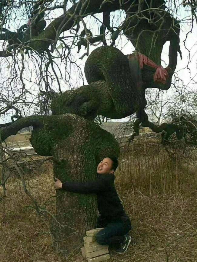 龍爪槐