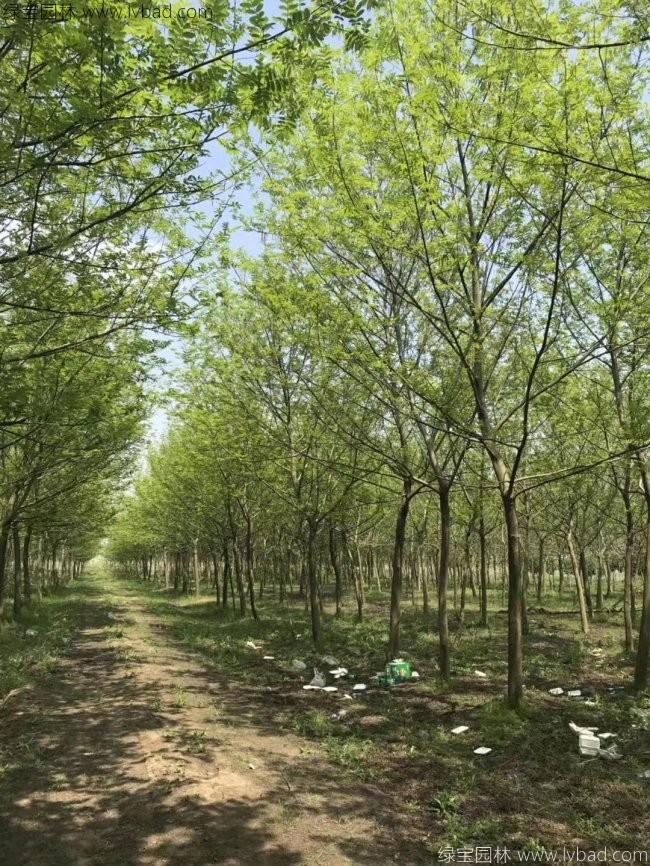 楓楊樹(shù)