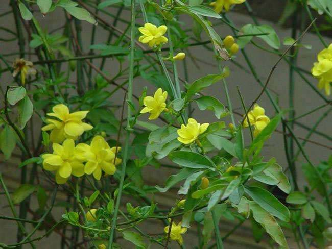 迎春花
