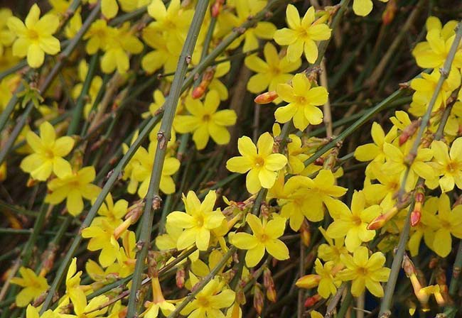 迎春花