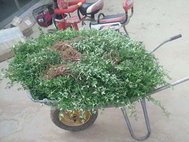 迎春花