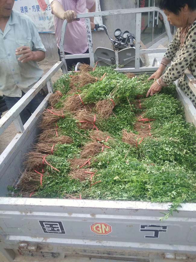 迎春花