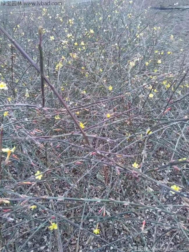 迎春花