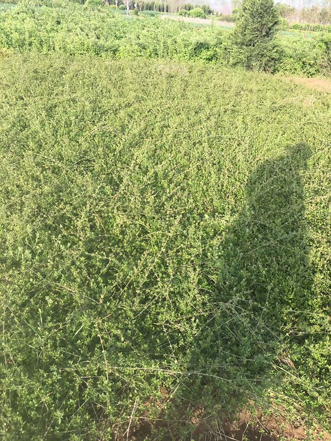 迎春花