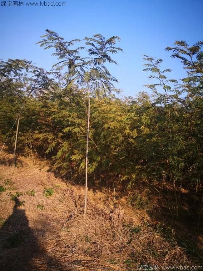 合歡樹