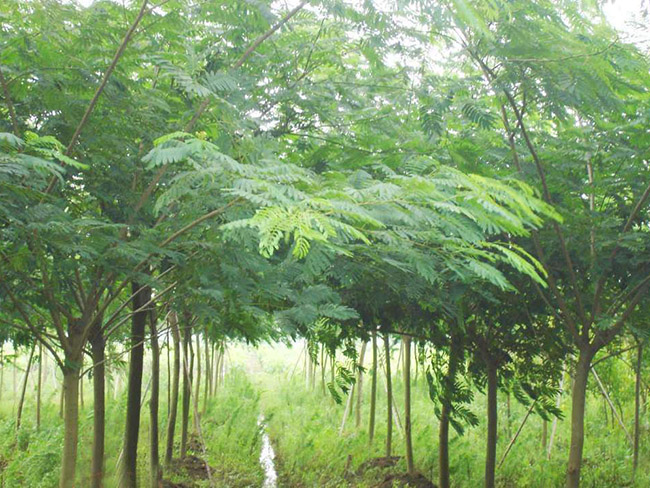 <a href='http://m.wuzhouwash.com/xingdaoshu/3362.html' target='_blank'>合歡樹</a>