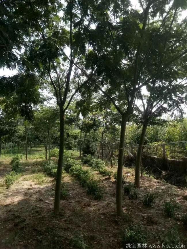合歡樹