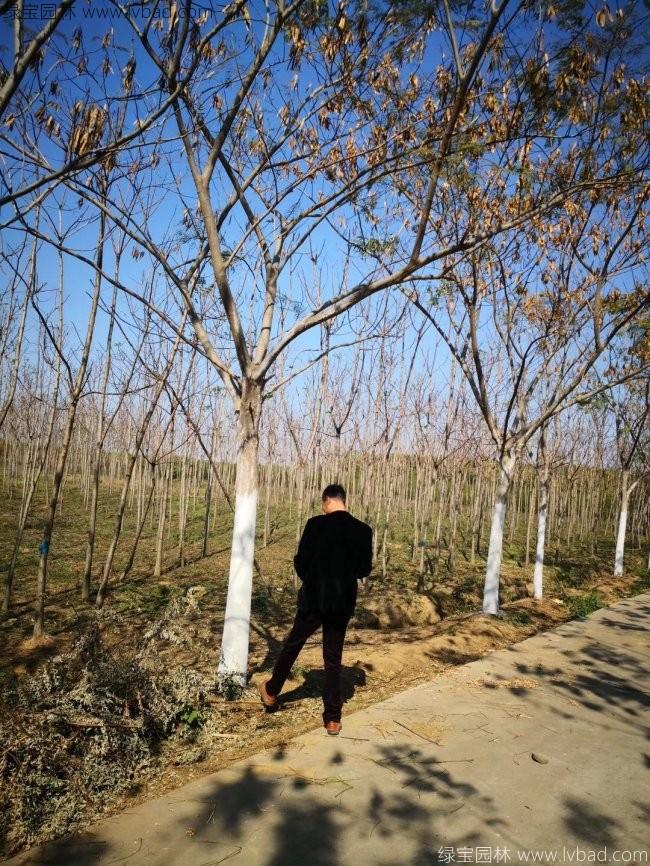 合歡樹