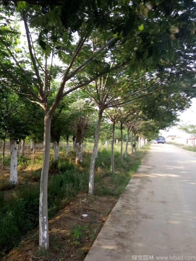 合歡樹
