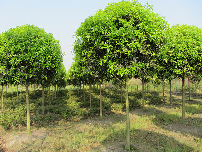 <a href='http://m.wuzhouwash.com/linmuzhongzi/1768.html' target='_blank'>桂花</a>樹