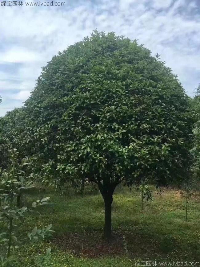 桂花樹