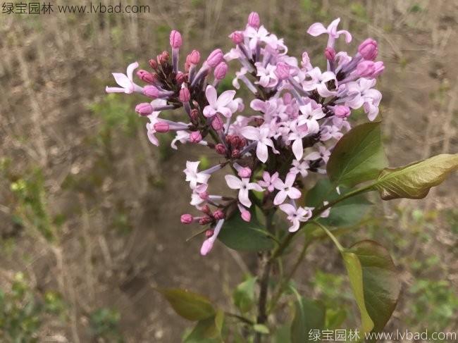 <a href='http://m.wuzhouwash.com/dibeiguanmu/3581.html' target='_blank'>丁香花</a>