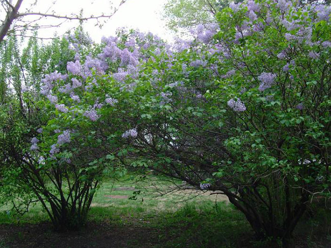 <a href='http://m.wuzhouwash.com/dibeiguanmu/3581.html' target='_blank'>丁香花</a>