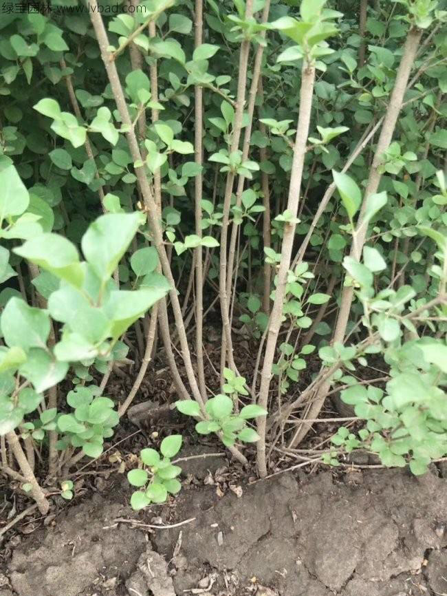 丁香花