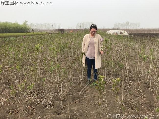 丁香花