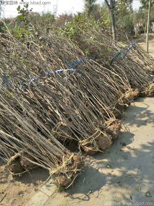 丁香花