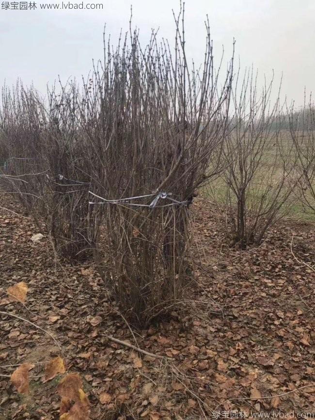 丁香花