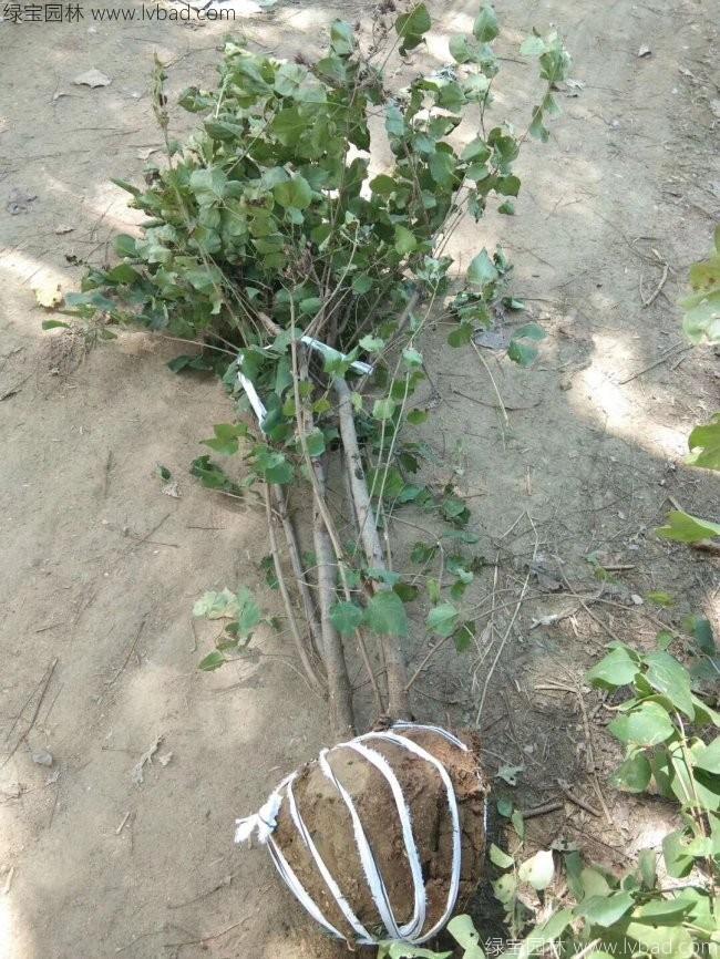 丁香花