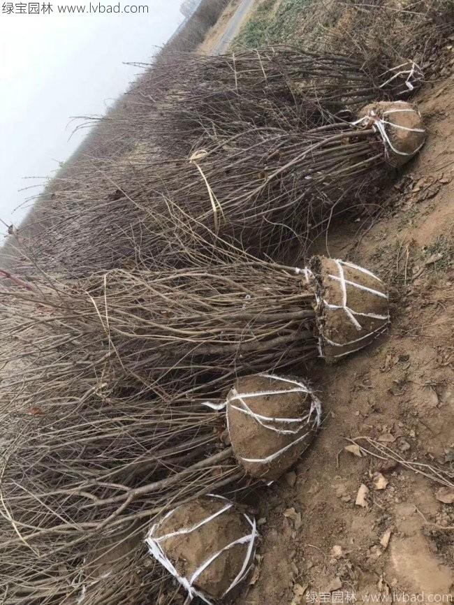 丁香花