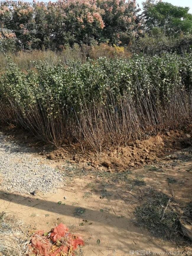 丁香花