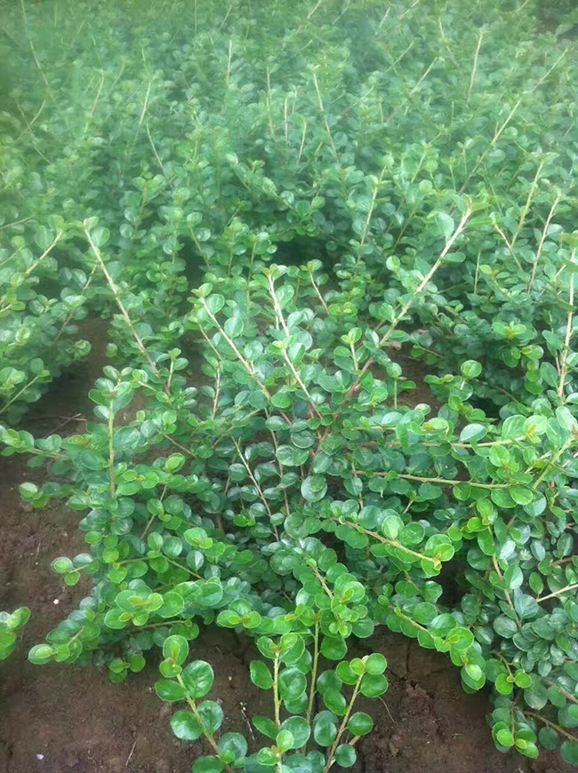 平枝荀子