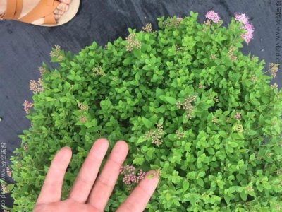 繡線菊