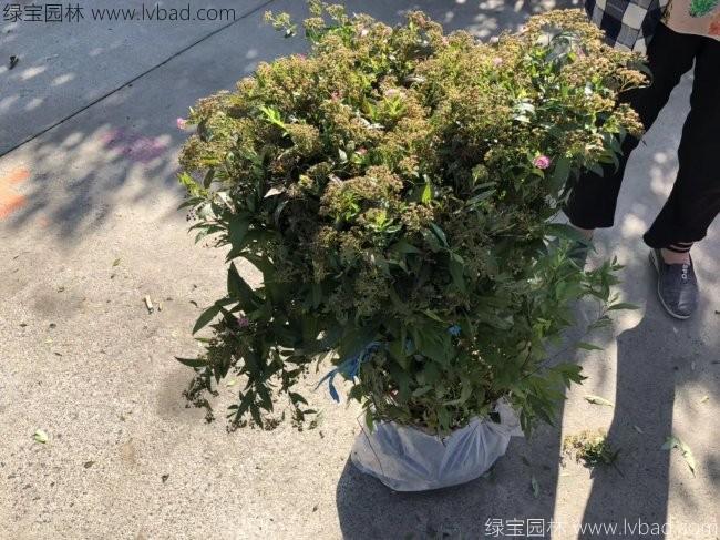 繡線菊