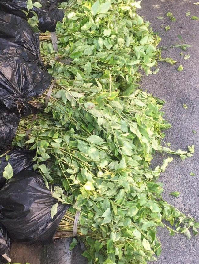 繡線菊