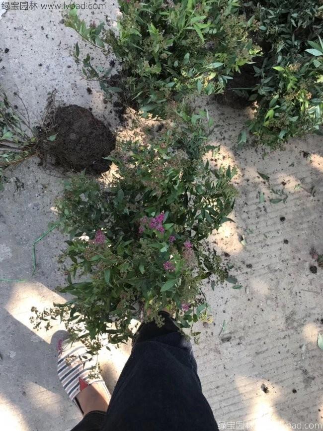 繡線菊