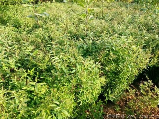 繡線菊