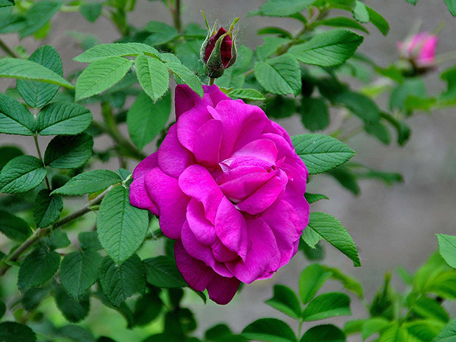 <a href='http://m.wuzhouwash.com/dibeiguanmu/3576.html' target='_blank'>紅刺玫</a>