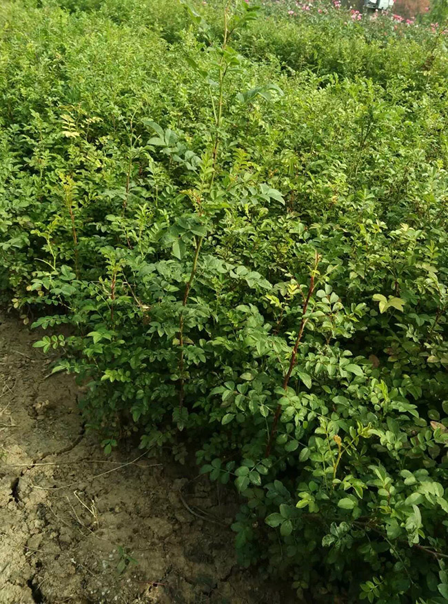 刺玫