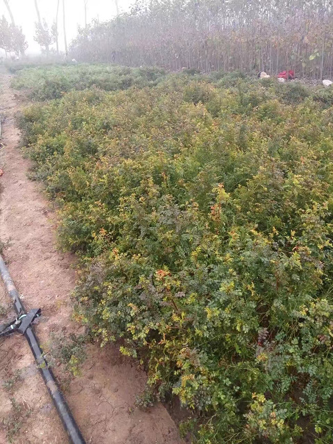 刺玫