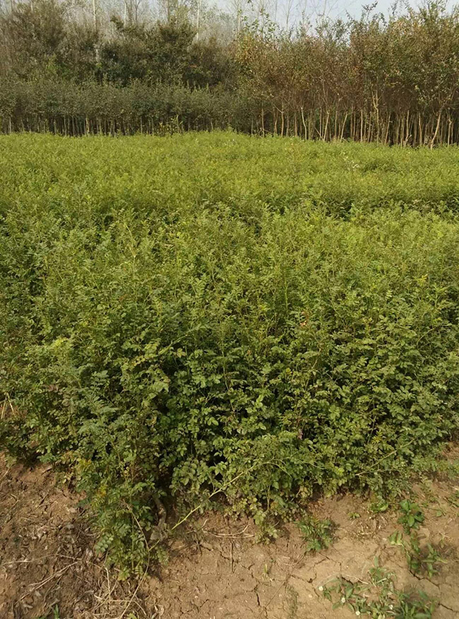 刺玫