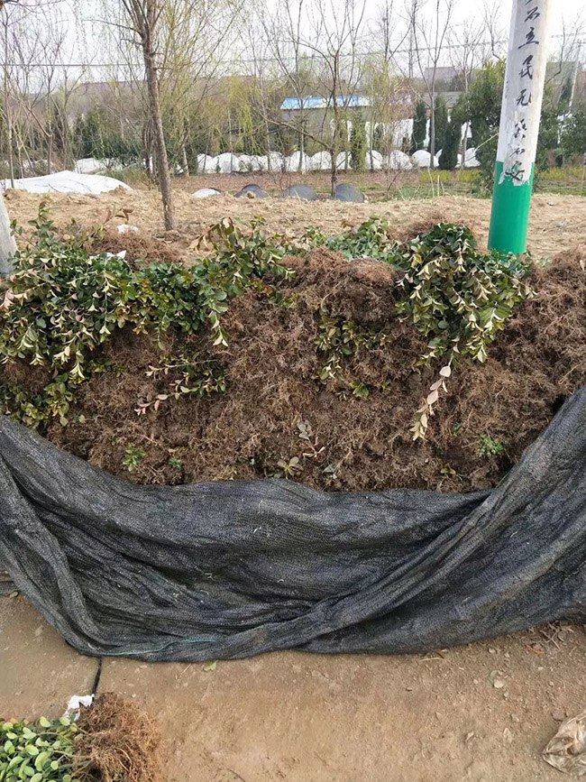 扶芳藤