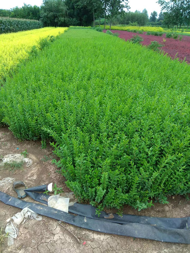 水臘苗<a href='http://m.wuzhouwash.com/linmuzhongzi/1732.html' target='_blank'>水蠟</a>小苗基地