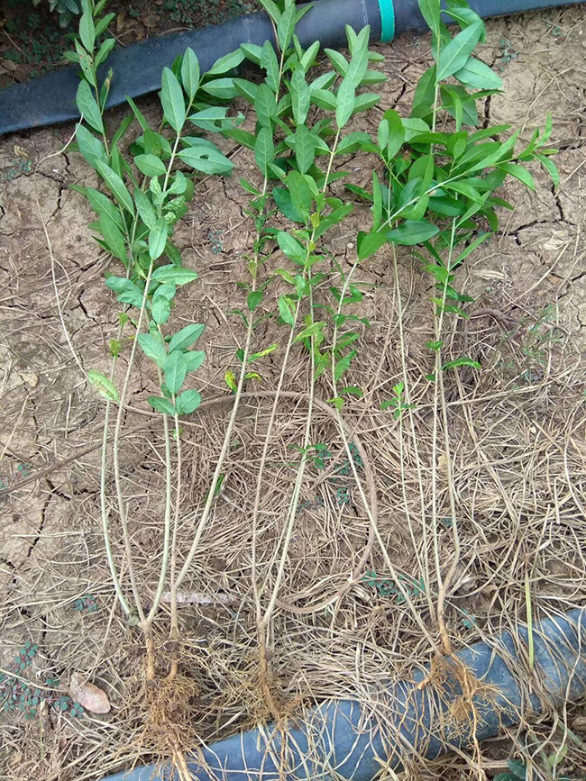 水臘苗水蠟小苗基地