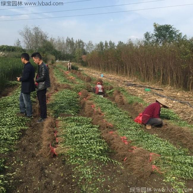 水臘苗水蠟小苗基地