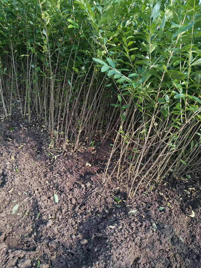 水臘苗水蠟小苗基地