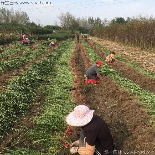 水臘苗水蠟小苗基地