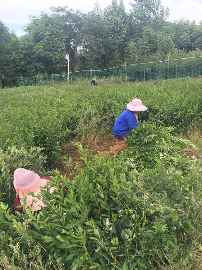 水臘苗水蠟小苗基地