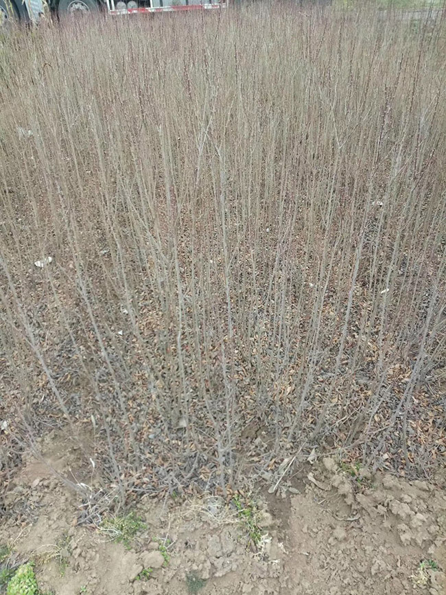 水臘苗水蠟小苗基地