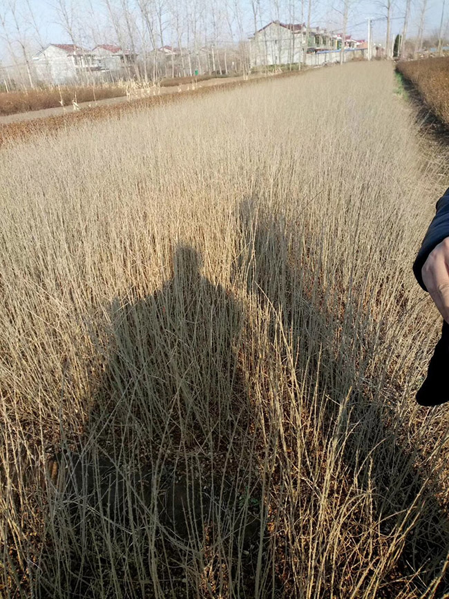 水臘苗水蠟小苗基地