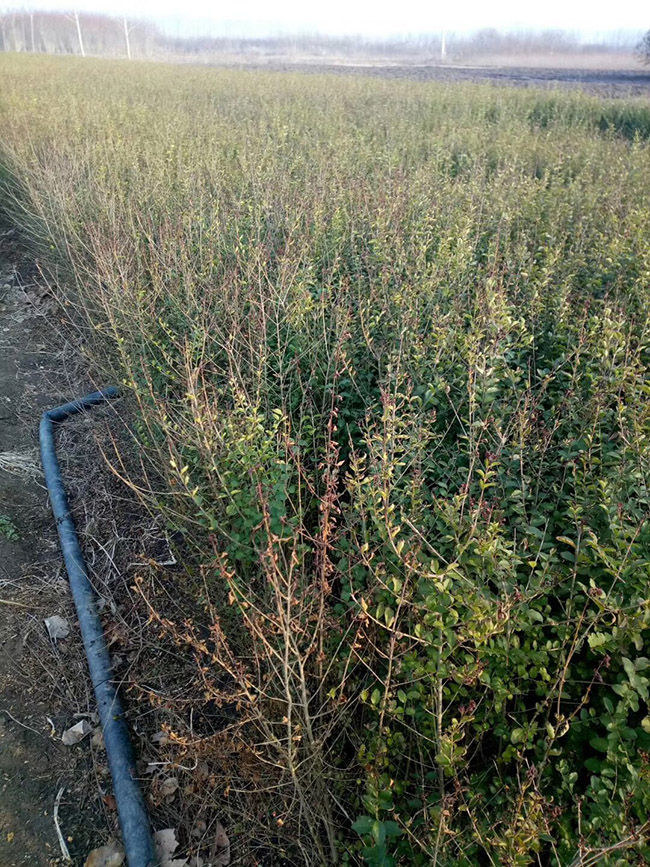 水臘苗水蠟小苗基地