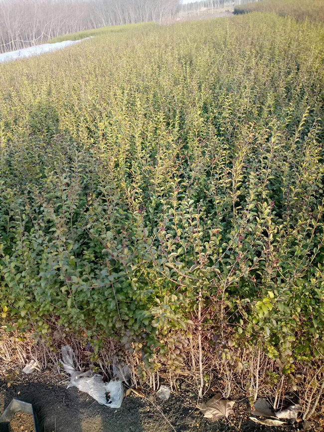 水臘苗水蠟小苗基地