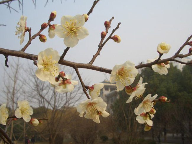 綠梅花綠梅樹苗