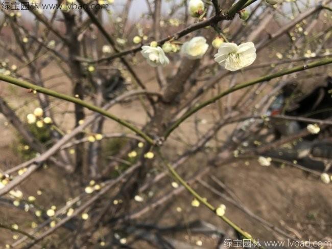 綠梅花綠梅樹苗